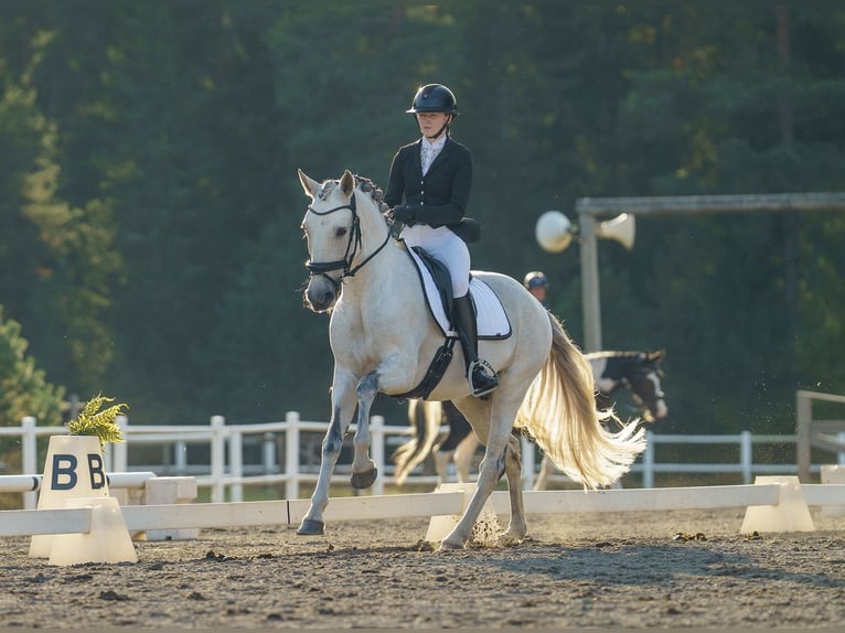 Lusitanien Hongre 11 Ans 160 cm Gris in Vaggeryd