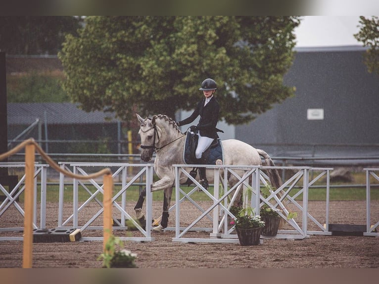 Lusitanien Hongre 11 Ans 160 cm Gris in Vaggeryd