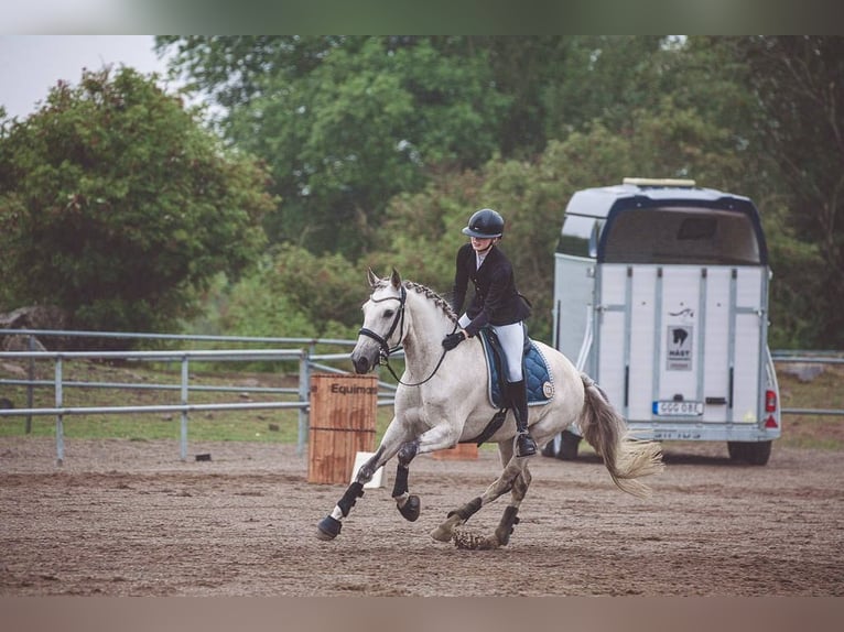 Lusitanien Hongre 11 Ans 160 cm Gris in Vaggeryd