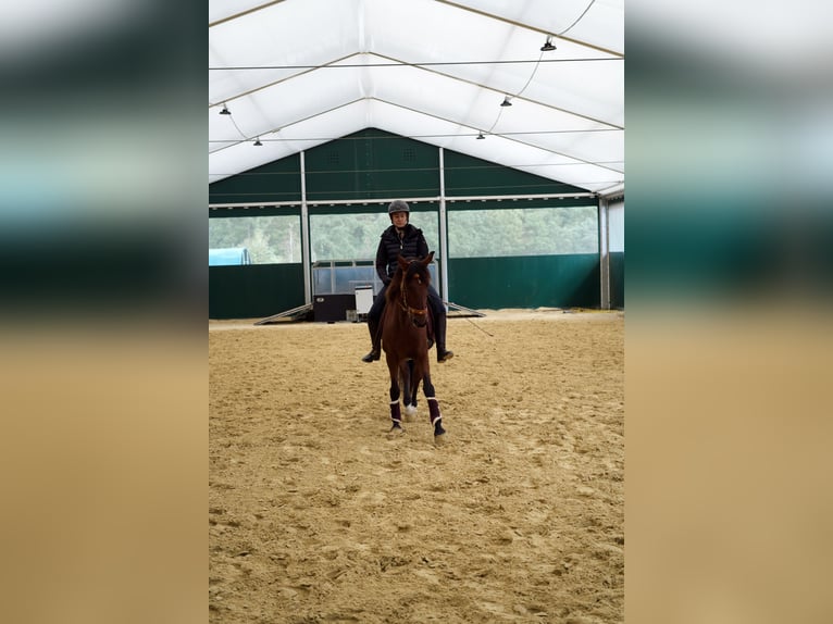 Lusitanien Hongre 11 Ans 161 cm Bai in Geldern
