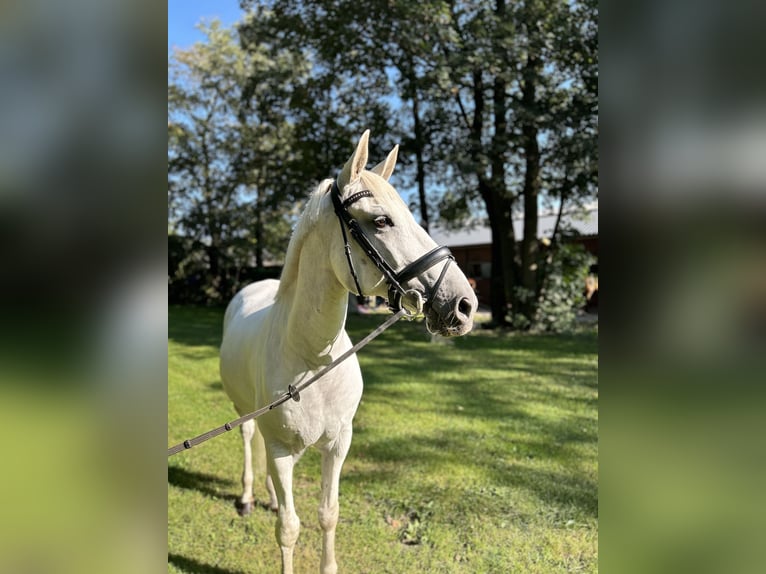 Lusitanien Hongre 11 Ans 162 cm Gris in Zwolle