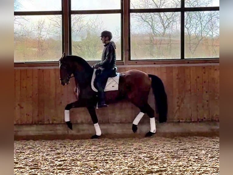 Lusitanien Hongre 11 Ans 164 cm Bai in Handewitt