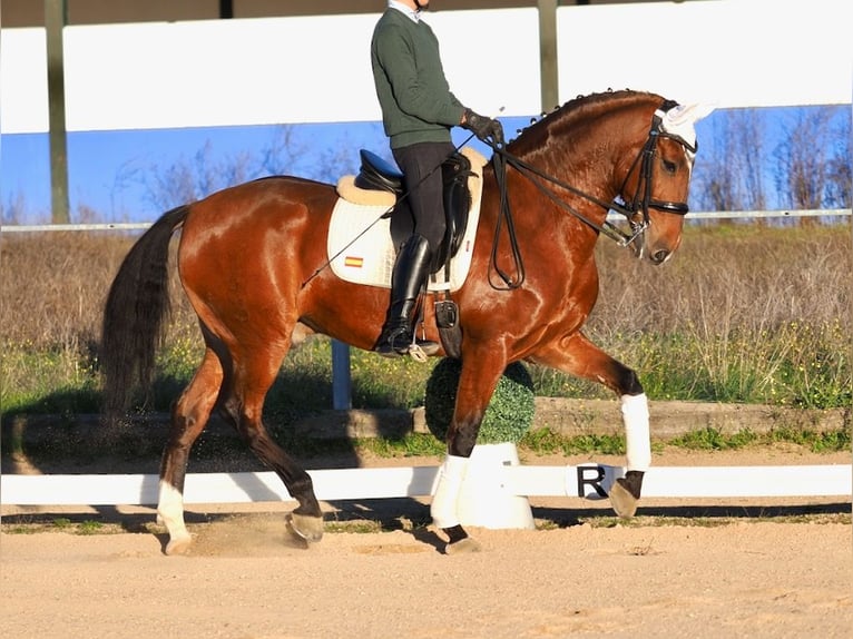 Lusitanien Hongre 11 Ans 165 cm Bai cerise in NAVAS DEL MADRONO