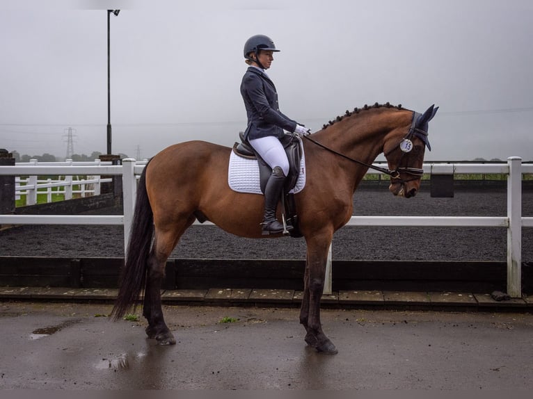 Lusitanien Hongre 11 Ans 165 cm Bai clair in Berkshire