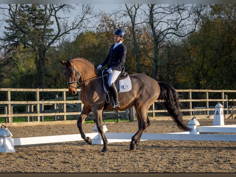 Lusitanien Hongre 11 Ans 165 cm Bai clair in Berkshire