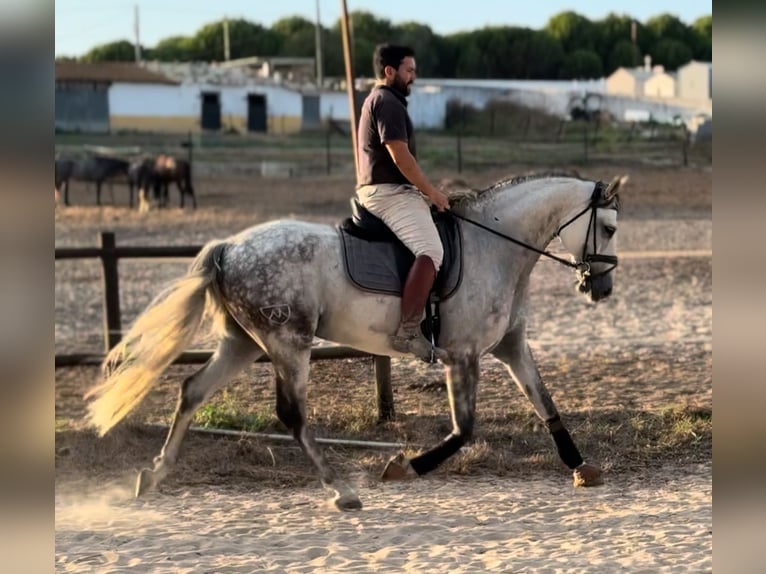 Lusitanien Hongre 11 Ans 165 cm Gris in Caldas da Rainha