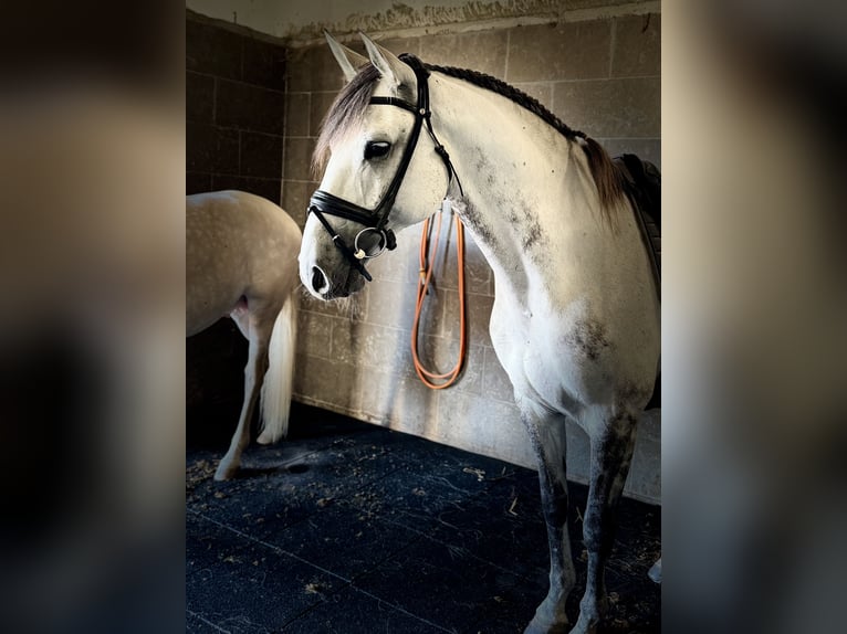 Lusitanien Hongre 11 Ans 165 cm Gris in Caldas da Rainha