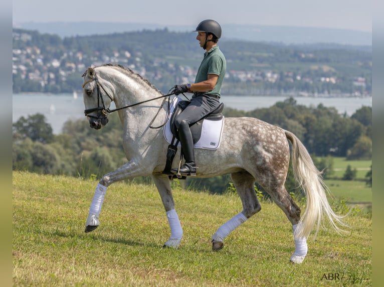 Lusitanien Hongre 11 Ans 166 cm Gris pommelé in Konstanz