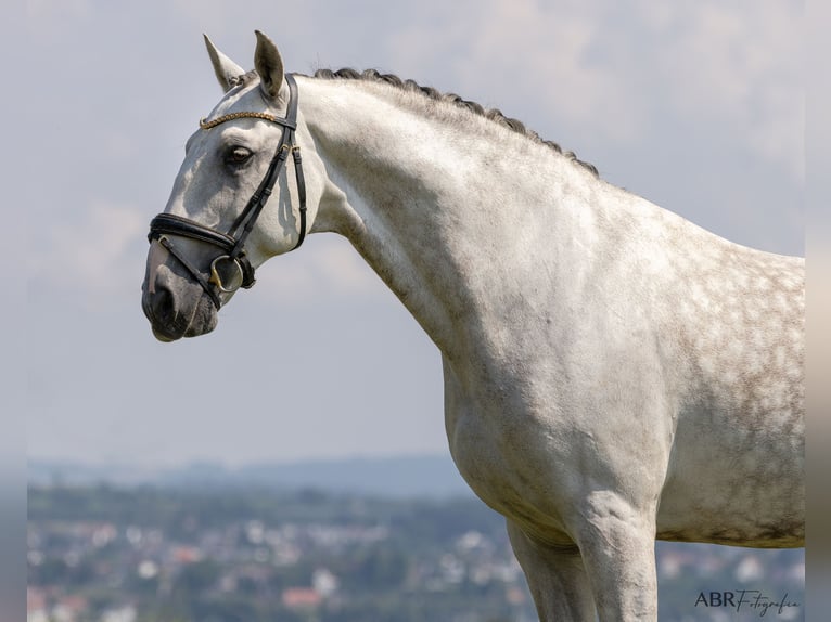 Lusitanien Hongre 11 Ans 166 cm Gris pommelé in Konstanz