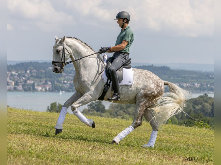 Lusitanien Hongre 11 Ans 166 cm Gris pommelé in Konstanz