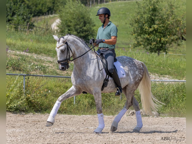 Lusitanien Hongre 11 Ans 166 cm Gris pommelé in Konstanz