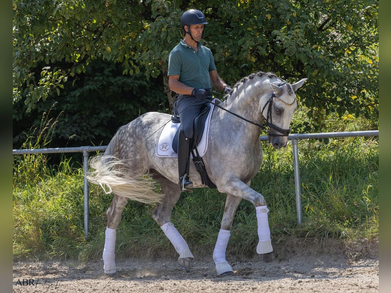 Lusitanien Hongre 11 Ans 166 cm Gris pommelé in Konstanz