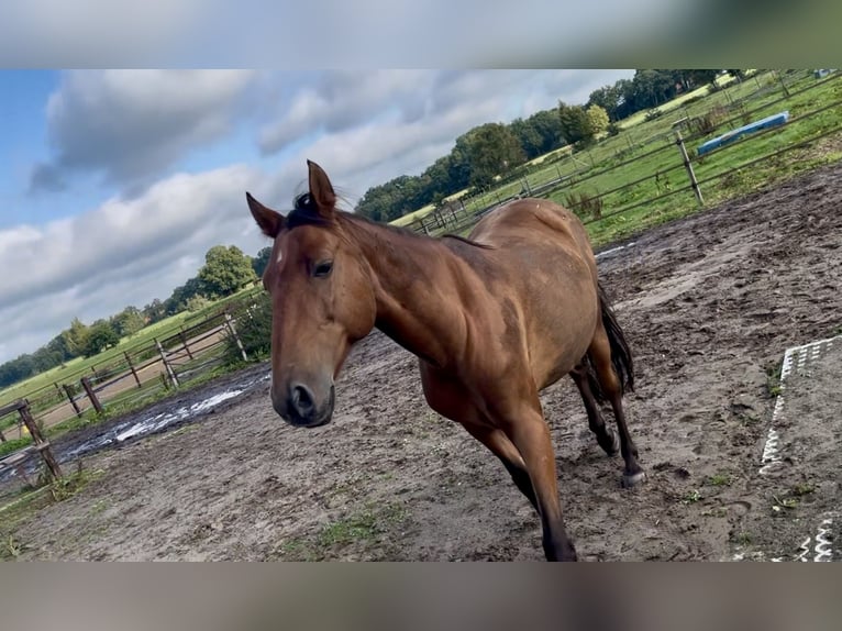 Lusitanien Hongre 11 Ans Bai in Varel Jethausen