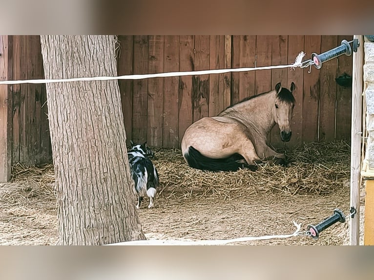 Lusitanien Croisé Hongre 12 Ans 152 cm Isabelle in Jerez de la Frontera