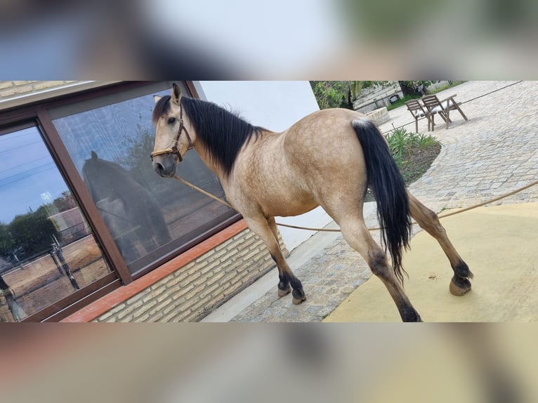 Lusitanien Croisé Hongre 12 Ans 152 cm Isabelle in Jerez de la Frontera