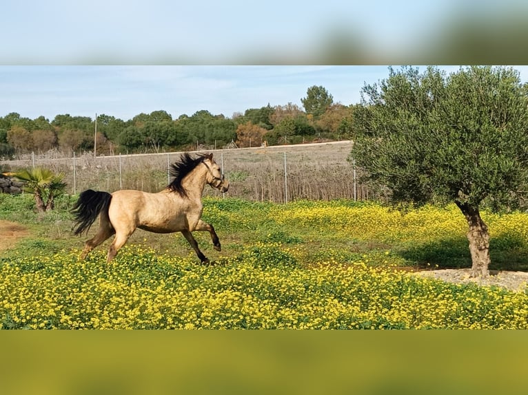 Lusitanien Croisé Hongre 12 Ans 152 cm Isabelle in Jerez de la Frontera
