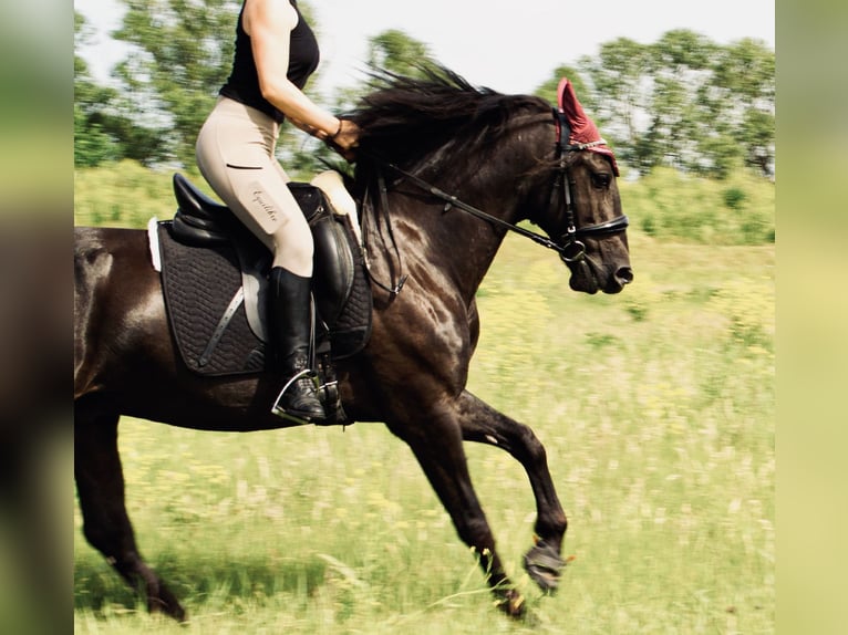 Lusitanien Hongre 12 Ans 156 cm Noir in Bingen am Rhein