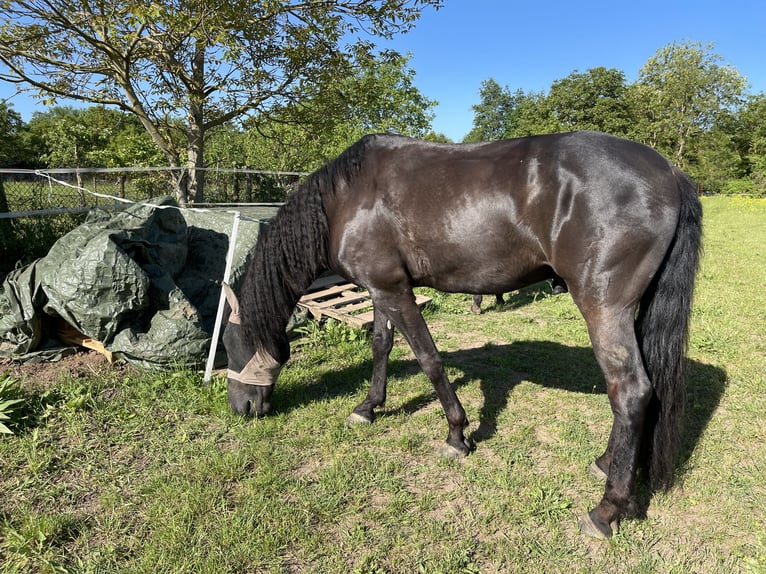 Lusitanien Hongre 12 Ans 156 cm Noir in Bingen am Rhein