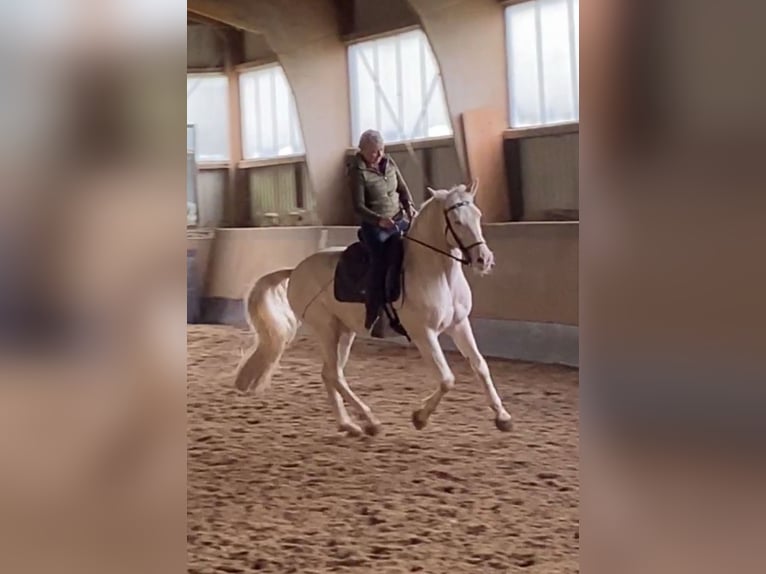 Lusitanien Hongre 12 Ans 157 cm Cremello in Magdeburg