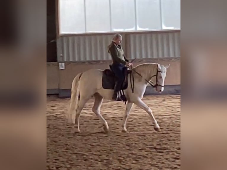 Lusitanien Hongre 12 Ans 157 cm Cremello in Magdeburg