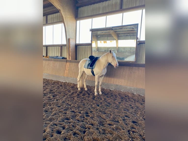 Lusitanien Hongre 12 Ans 157 cm Cremello in Magdeburg