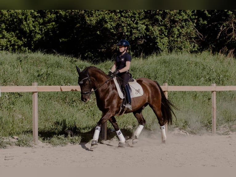 Lusitanien Hongre 12 Ans 160 cm Bai brun in Tullins