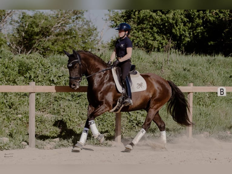 Lusitanien Hongre 12 Ans 160 cm Bai brun in Tullins