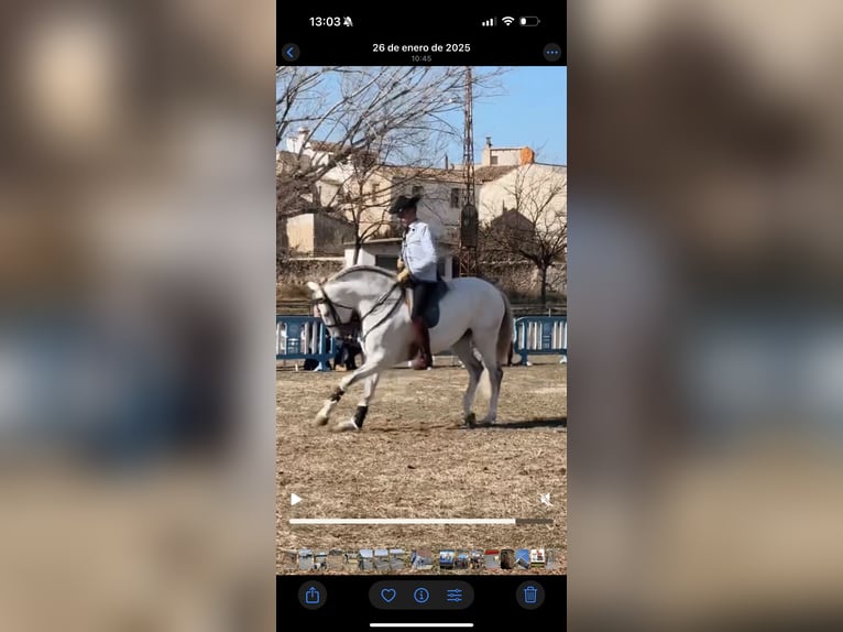 Lusitanien Hongre 12 Ans 163 cm Gris in Ontinyent