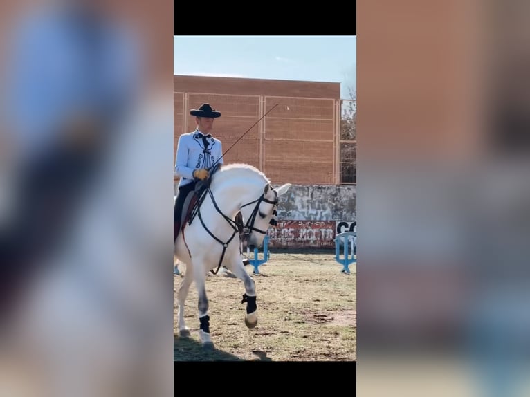 Lusitanien Hongre 12 Ans 163 cm Gris in Ontinyent