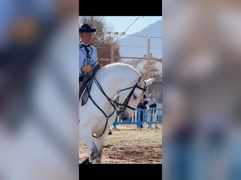 Lusitanien Hongre 12 Ans 163 cm Gris in Ontinyent