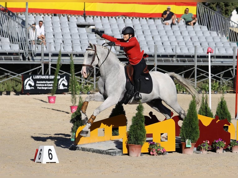 Lusitanien Hongre 12 Ans 163 cm Gris moucheté in Esposende