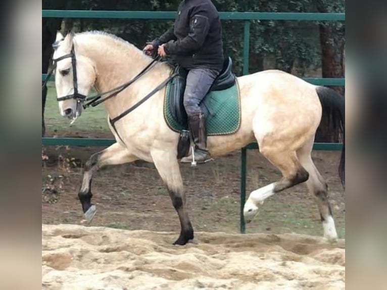 Lusitanien Croisé Hongre 12 Ans 165 cm Buckskin in Madrid