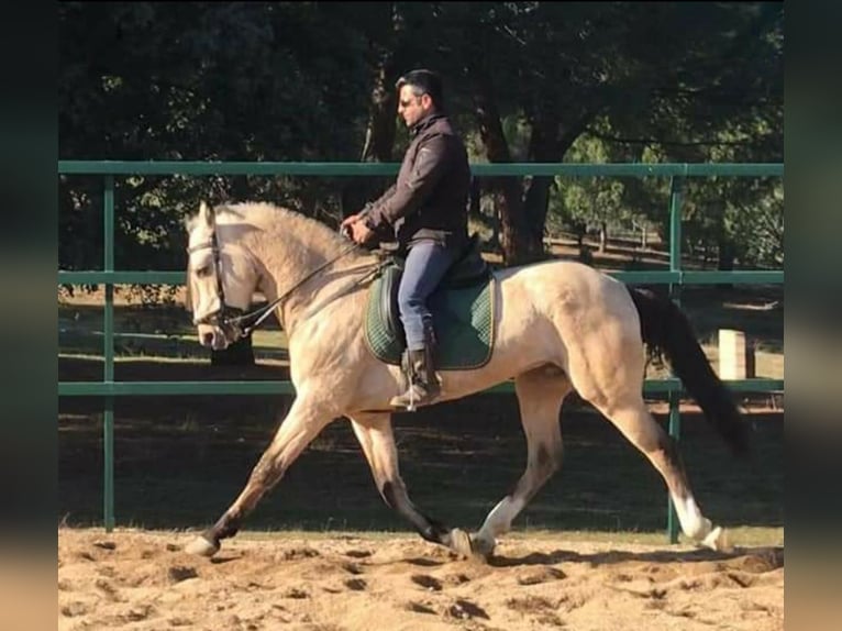 Lusitanien Croisé Hongre 12 Ans 165 cm Buckskin in Madrid