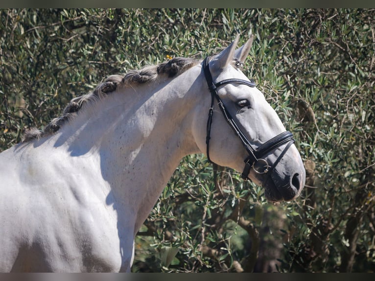 Lusitanien Hongre 12 Ans 166 cm Gris in Frejus