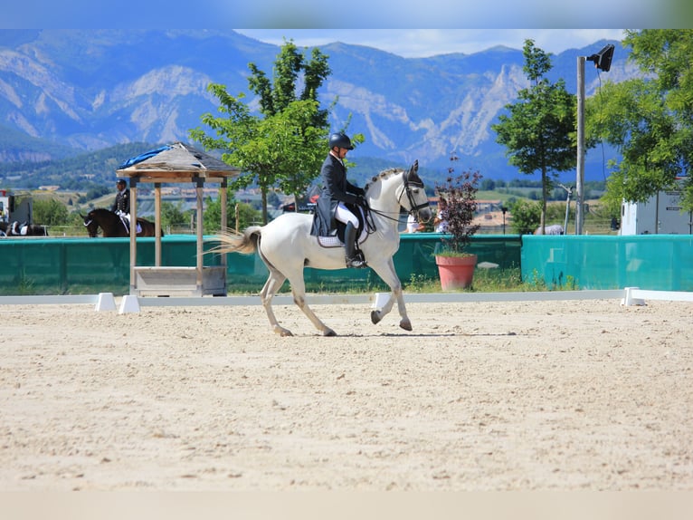 Lusitanien Hongre 12 Ans 166 cm Gris in Frejus