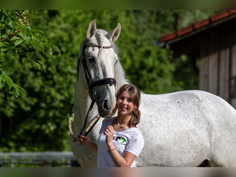 Lusitanien Hongre 12 Ans 166 cm Gris moucheté in Zolling