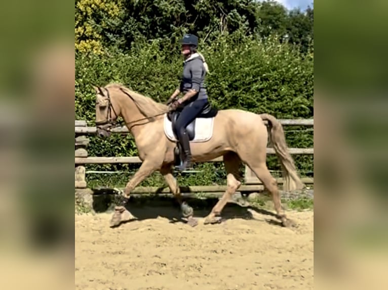 Lusitanien Hongre 12 Ans 175 cm Palomino in Werl