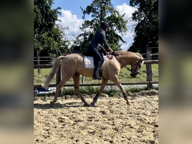 Lusitanien Hongre 12 Ans 175 cm Palomino in Werl