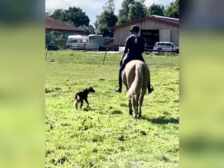 Lusitanien Hongre 12 Ans 175 cm Palomino in Werl