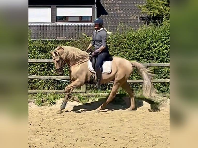 Lusitanien Hongre 12 Ans 175 cm Palomino in Werl