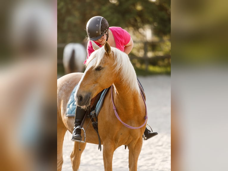 Lusitanien Hongre 13 Ans 148 cm Palomino in Solingen