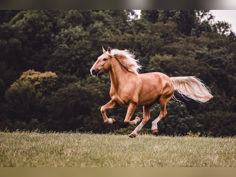 Lusitanien Hongre 13 Ans 148 cm Palomino in Solingen