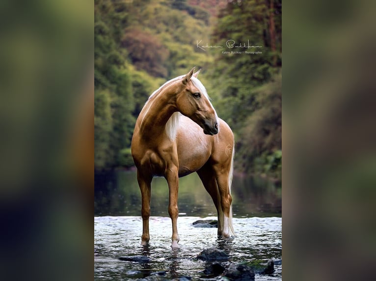 Lusitanien Hongre 13 Ans 148 cm Palomino in Solingen