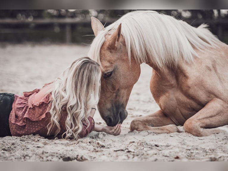 Lusitanien Hongre 13 Ans 148 cm Palomino in Solingen