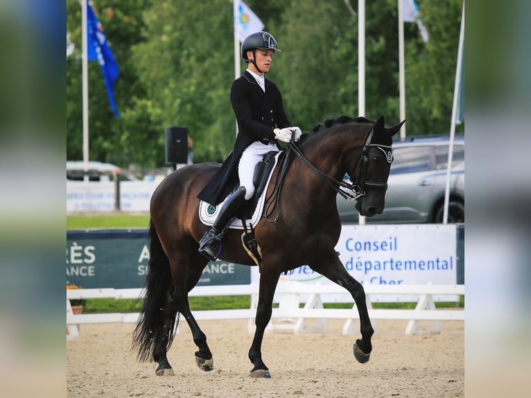 Lusitanien Hongre 13 Ans 163 cm in Vodskov