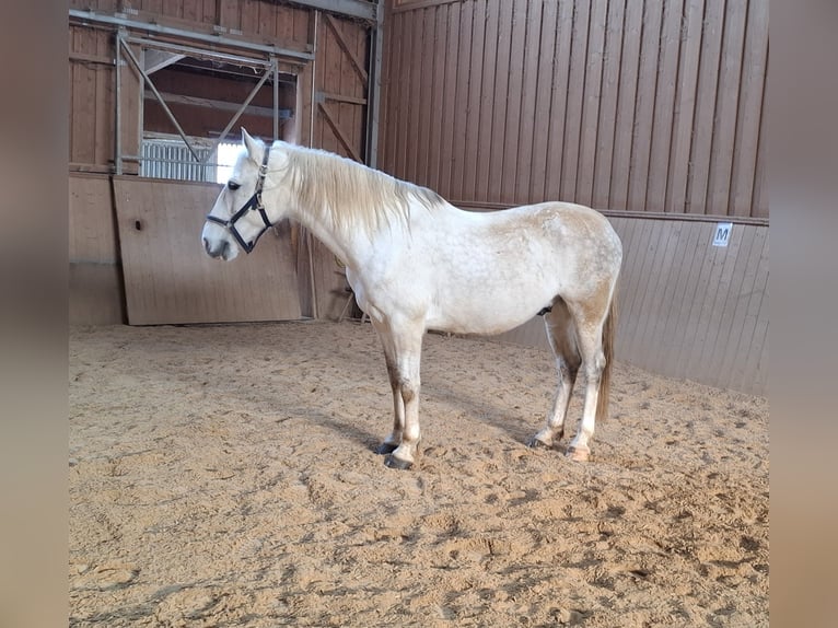 Lusitanien Hongre 13 Ans 163 cm Gris in Bogen