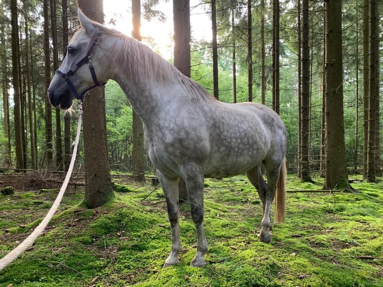 Lusitanien Hongre 13 Ans 163 cm Gris in Bogen