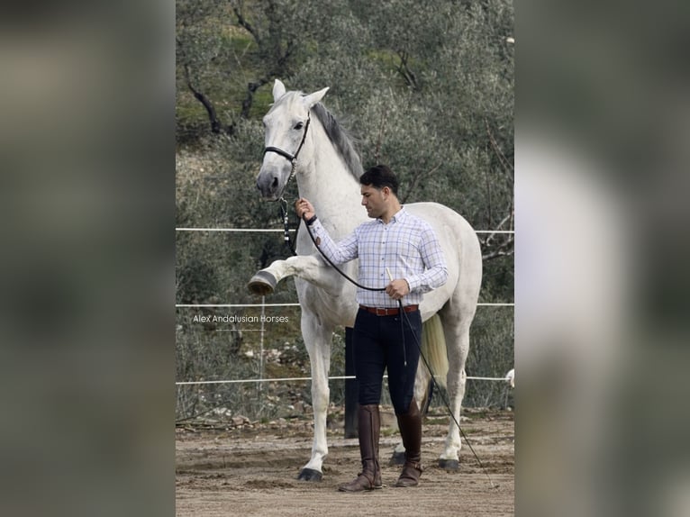 Lusitanien Hongre 13 Ans 164 cm Gris moucheté in Sevilla