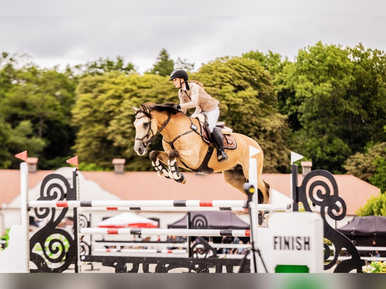 Lusitanien Hongre 13 Ans 164 cm Isabelle in Stary Kraszew