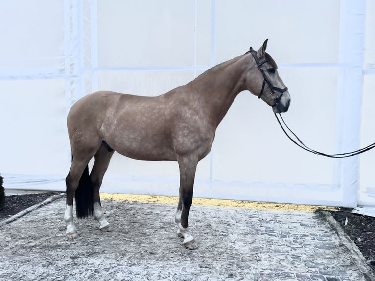 Lusitanien Hongre 13 Ans 164 cm Isabelle in Stary Kraszew